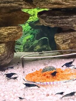 Krevetky Blue Jelly - 1