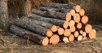 Palivové dřevo modřín