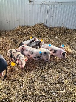 Gottingenská miniprasátka