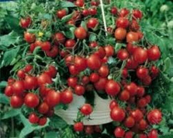 Rajče převislé Tumb Tom červené semínka 20ks