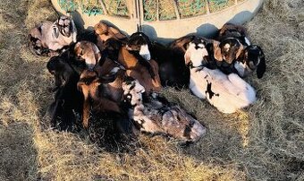 Anglonubijská kůzlat