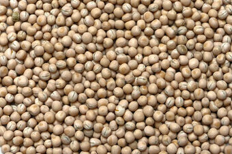 Hrách krmný žlutý