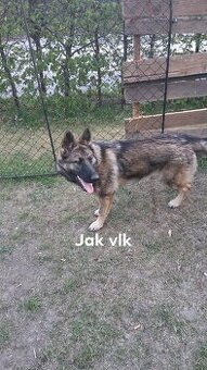 Nemecky ovcak fenka