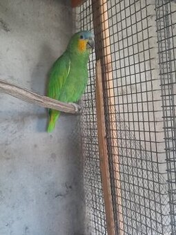 Amazonan modrocely