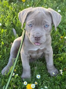 Bandog - 1