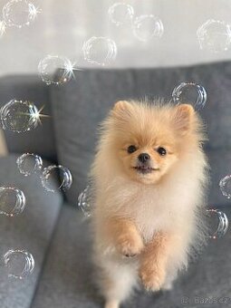 Pomeranian s PP
