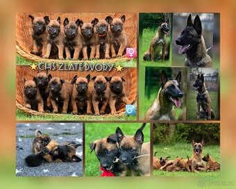 Belgický ovčák Malinois s PP - štěňata 8.týdnů
