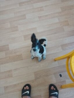 Štěne křiž knirač 3 měsice