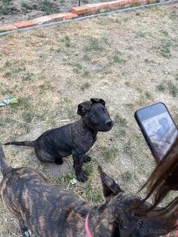 Stenatka X NO a Cane Corsa - 1