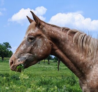 Appaloosa 3letá kobyla