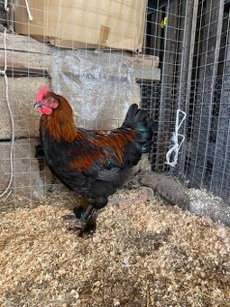 Marans kohouti