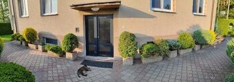 Betonový květináč - ozdobné dřeviny