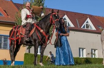 Nádherný valach Appaloosa