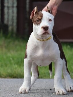 American bully xl s pp