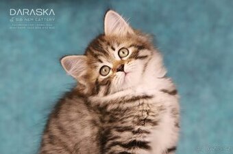 Sibiřská kočka - koťátka s PP