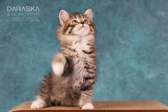 Sibiřská kočka - koťátka s PP