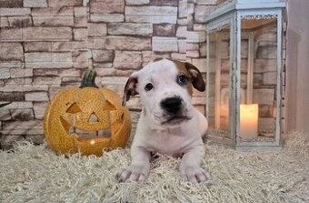 Americký stafordšírský terier s PP