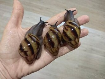 Africký šnek Archachatina Marginata Suturalis mláďata