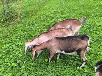 Prodám kozičky do chovu An