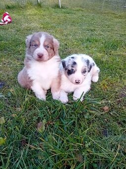 Australský ovčák štěňata