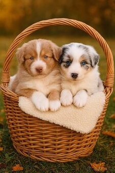 Australský ovčák štěňata