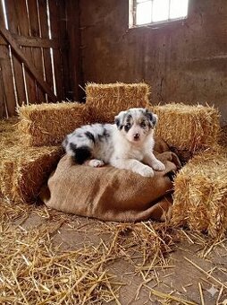 Australský ovčák štěňata