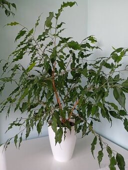 Fikus drobnolistý