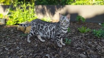 Stříbrná Bengálská kočka s PP na mazlíčka