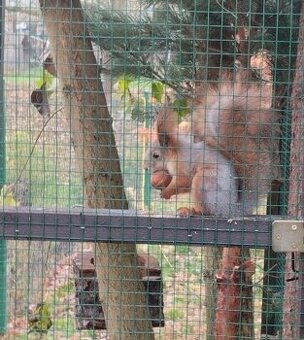 Veverka obecná- samice