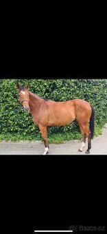 Nabízím k prodeji 4letého valacha – anglický plnokrevník, ex
