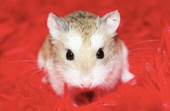 křeček Roborovského (křeček roborovský)