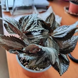 Pilea spruceana ‘Silver Tree’