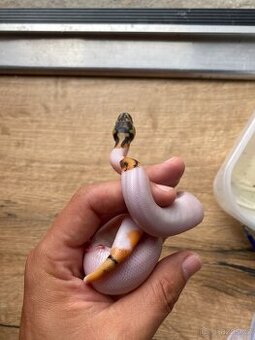 Krajta královská / Orange Dream Piebald / Samička