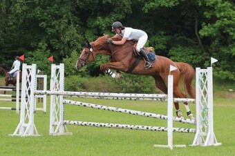 Chovná klisna po Guidam Sohn