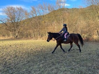 Kobylka na ľahkú rekreáciu alebo pre deti