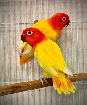 KOUPÍM Agapornis fischerův lutino, lutino opalín