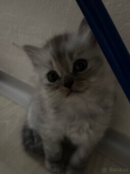 Prodám šedobílé britské koťátka