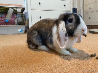 Zakrslý králík - beránek