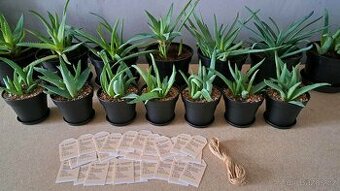 Pravá Aloe Vera - vhodná i jako dárek