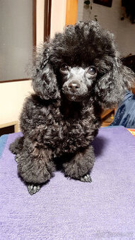 Pudl pudlik toy, malinkatá černá fenečka