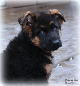 Německý Ovčák štěňata , krátkosrstý pes