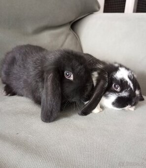 Zakrslý beránek králíček