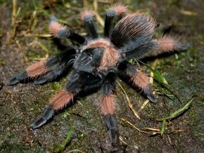 Brachypelma Emillia 4sv.