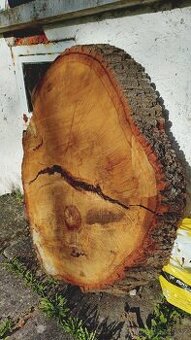 Dubový koláč 110cm, kmen, vhodný na stůl