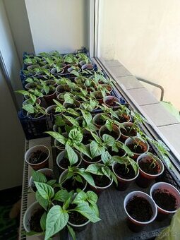 Chilli