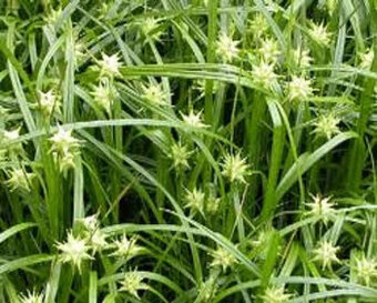 Ozdobná travina Carex Greyi, sazenice