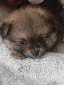 Pomeranian špic