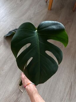 Monstera krásný řízek
