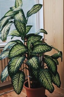 Prodám květinu velkou cca 160cm