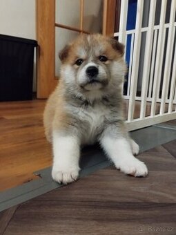 Štěňata Akita inu